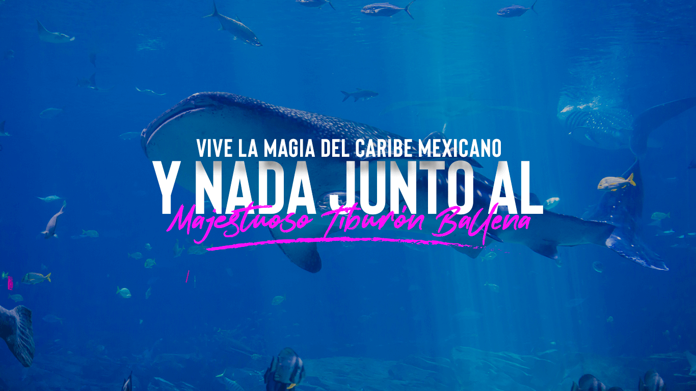 Isla Mujeres | Experiencia en Nado Con Tiburón Ballena