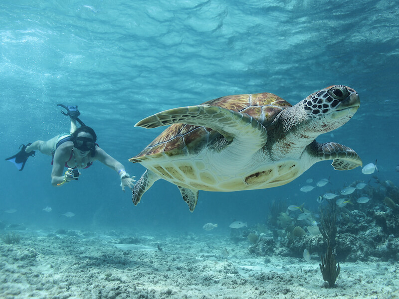 Cenotes, Turtles & Beach Club